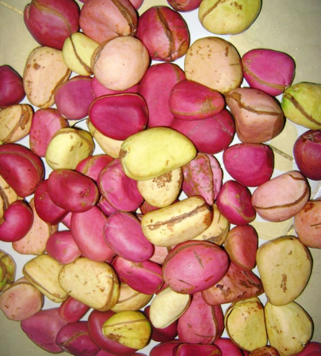 Kolanut