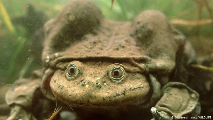 Scrotum Frog