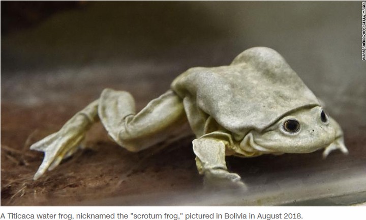 Scrotum Frog