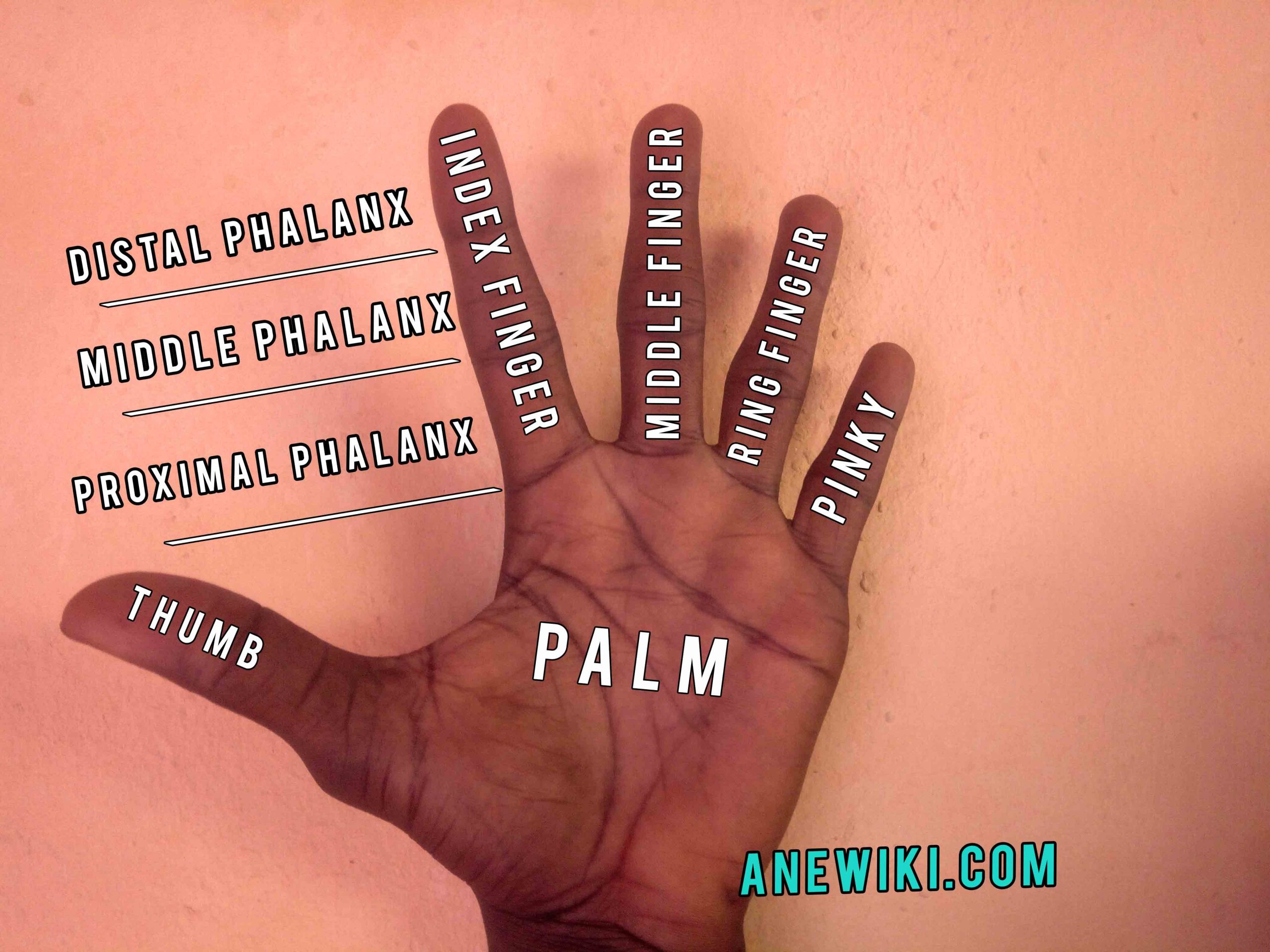 Do You Know: What Fingers Names' are Called?