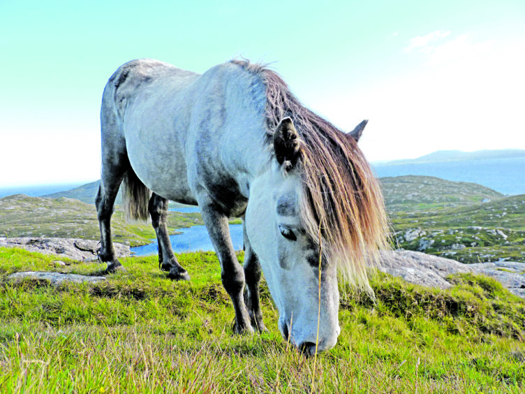 Scientists to harness DNA technology in battle to save the Eriskay pony