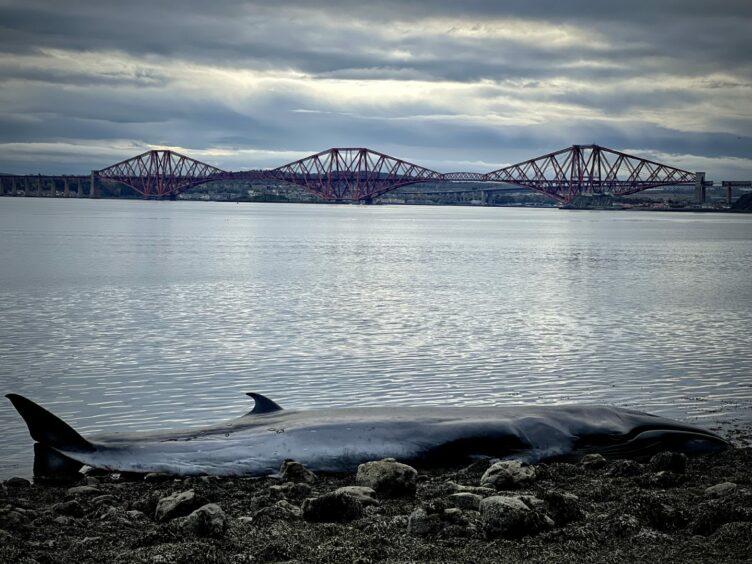 The whale stranded at Dalgety Bay