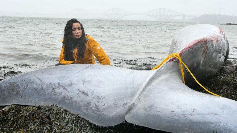 ‘We are an island nation and must lead the battle to save our seas’: Scientist and documentary maker Ella Al-Shamahi’s clarion call after examining death of whale on Scots coast