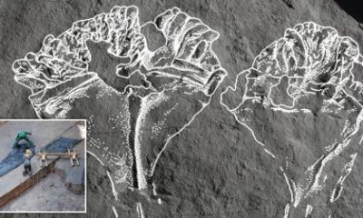 Unique fossil of the earliest known animal predator has been named for David Attenborough