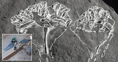 Unique fossil of the earliest known animal predator has been named for David Attenborough