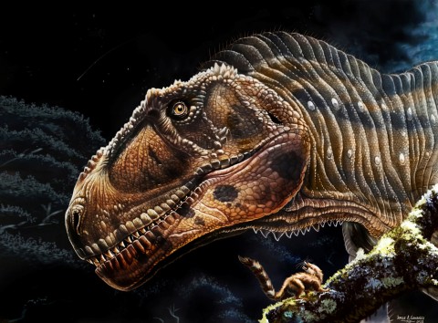 T-Rex’s tiny arms were used for gripping partners tightly during sex