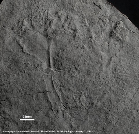 The imprint of the fossil Auroralumina attenboroughii without the artwork. 