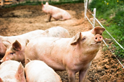 Researchers used collagen molecules derived from pig skin that is a by-product of the food industry