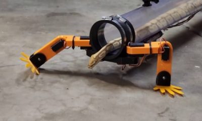 A robot designed by a snake-loving engineer to restore the reptile's legs