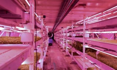 World War II air raid shelter converted into innovative underground agriculture