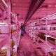 World War II air raid shelter converted into innovative underground agriculture