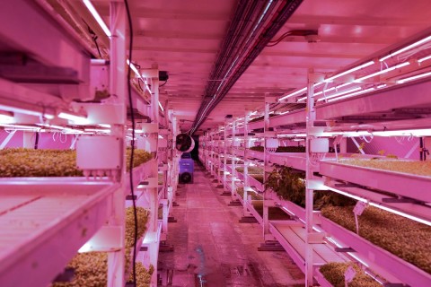 World War II air raid shelter converted into innovative underground agriculture