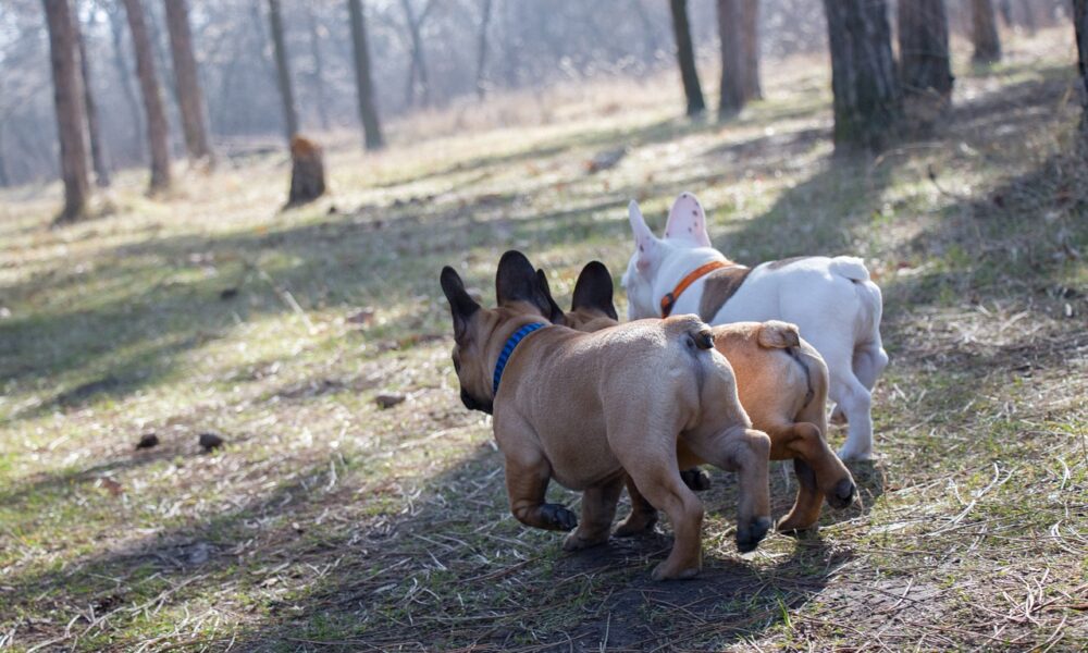 Black and White French Bulldog puppies Frenchie Joy